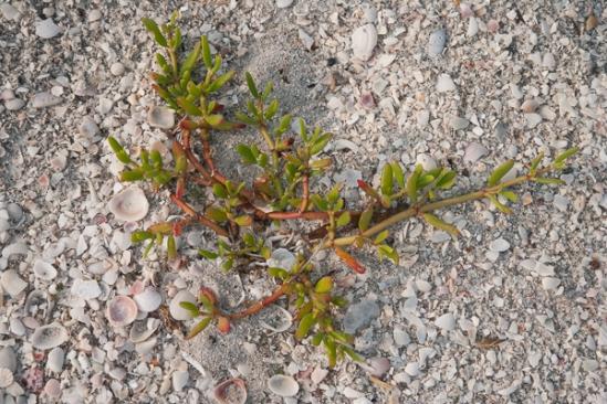 Beach;Botanical;Botanicals;Calm;Coast;Flora;Florida;Flowers;Healing;Health care;Healthcare;Herb;Minimalism;Nature;Ocean;Pastoral;Plant;Sand;Sandy;Sanibel Captiva Island;Sea;Seascape;Seashell;Shells;Shrub;Tan;Waterscape;beach;beaches;botany;coast;coastline;green;greenery;herbage;oneness;peaceful;plants;restful;sea;sea shells;seashells;serene;shore;shoreline;soothing;tranquil;vegetation;zen
